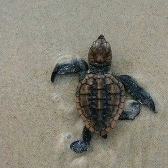 Meet your Posher, Amanda - Picture 4 of 17